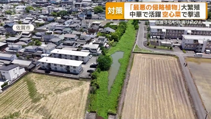 用水路を埋め尽くした植物