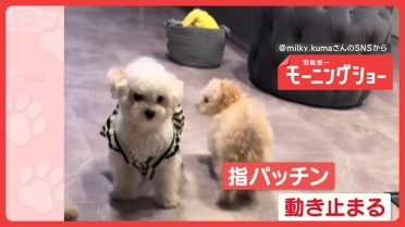 丘一面に咲く「ネモフィラ」 青い空と青いじゅうたん