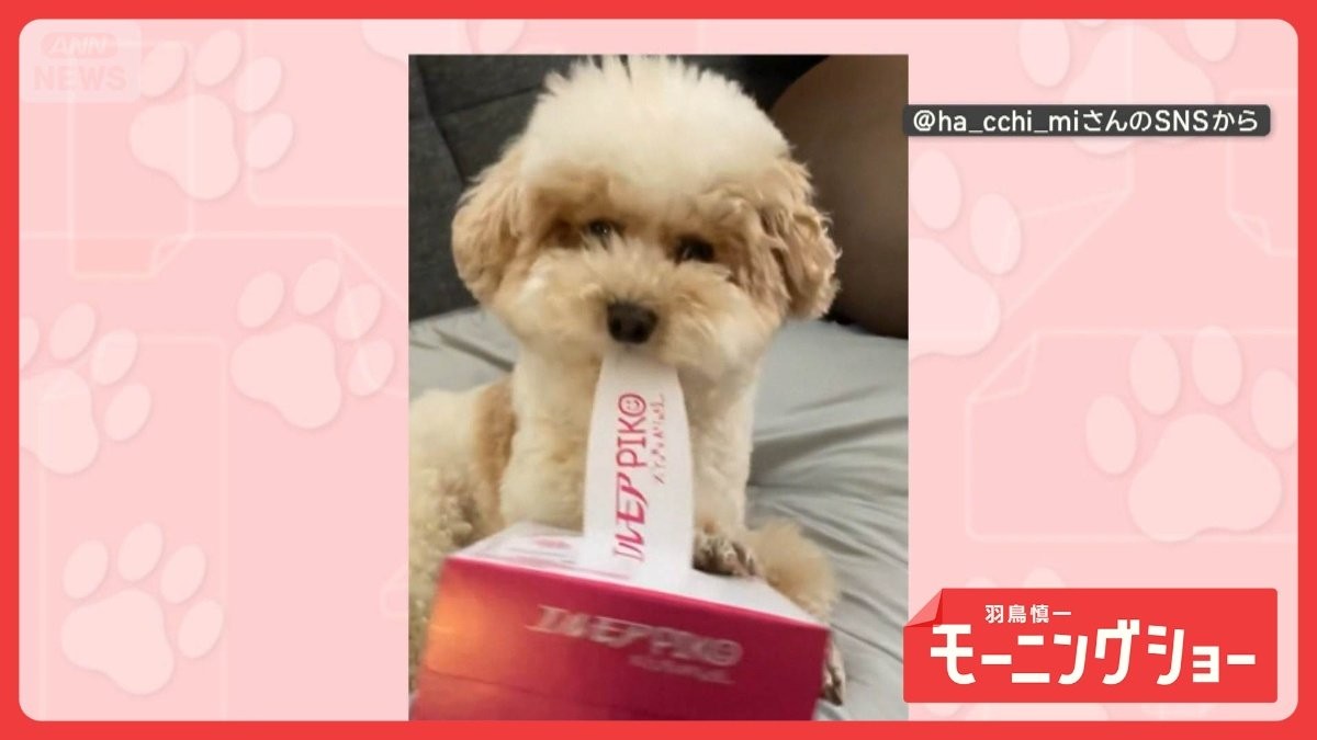 ティッシュ箱を前脚で押さえて…口で開封！器用なワンちゃん　飼い主さんのお手伝い？