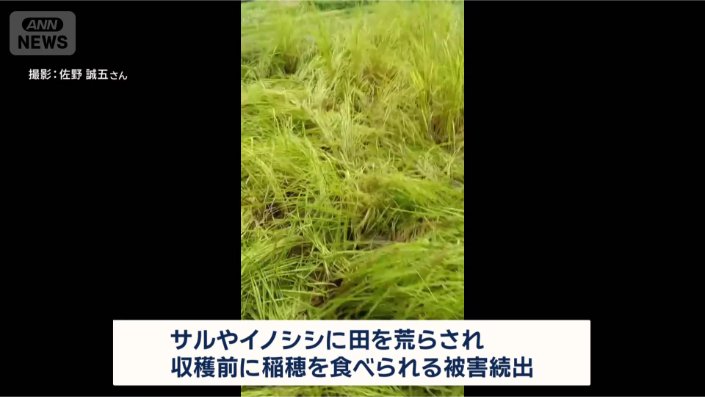 収穫前に稲穂を食べられる被害も