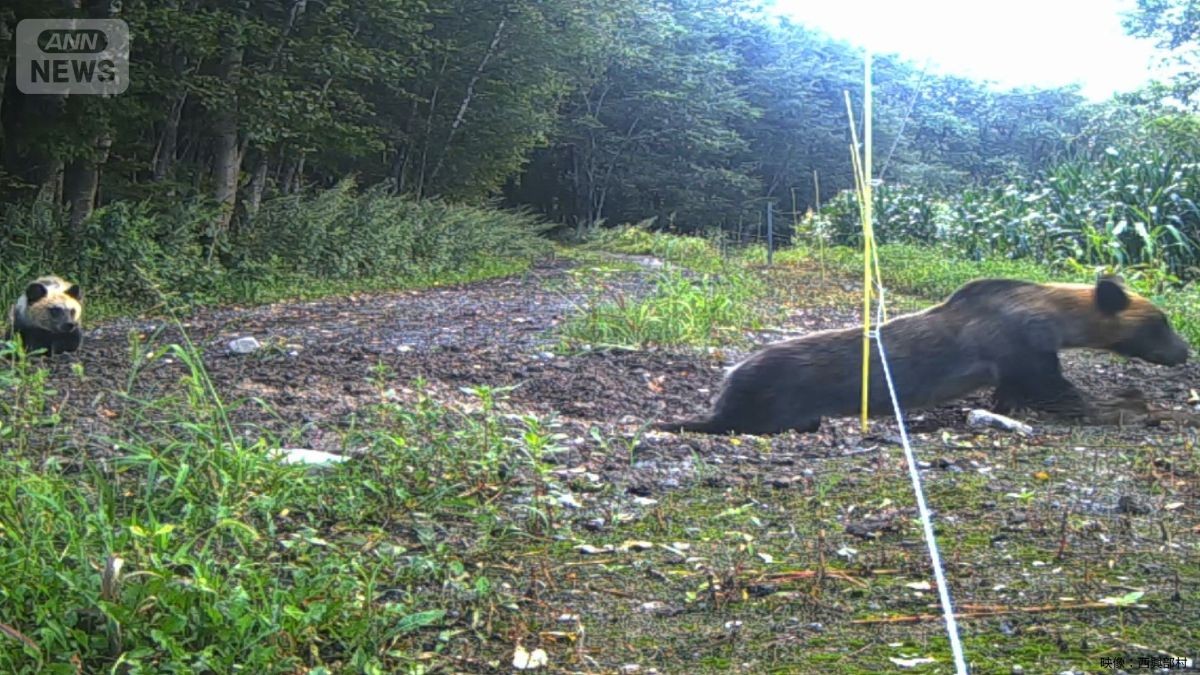 箱わなも電気柵も学習？　賢いヒグマ出没