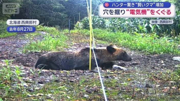 穴を掘って電気柵をすり抜け