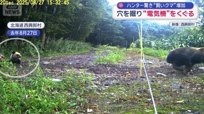 子グマ2頭の姿も…