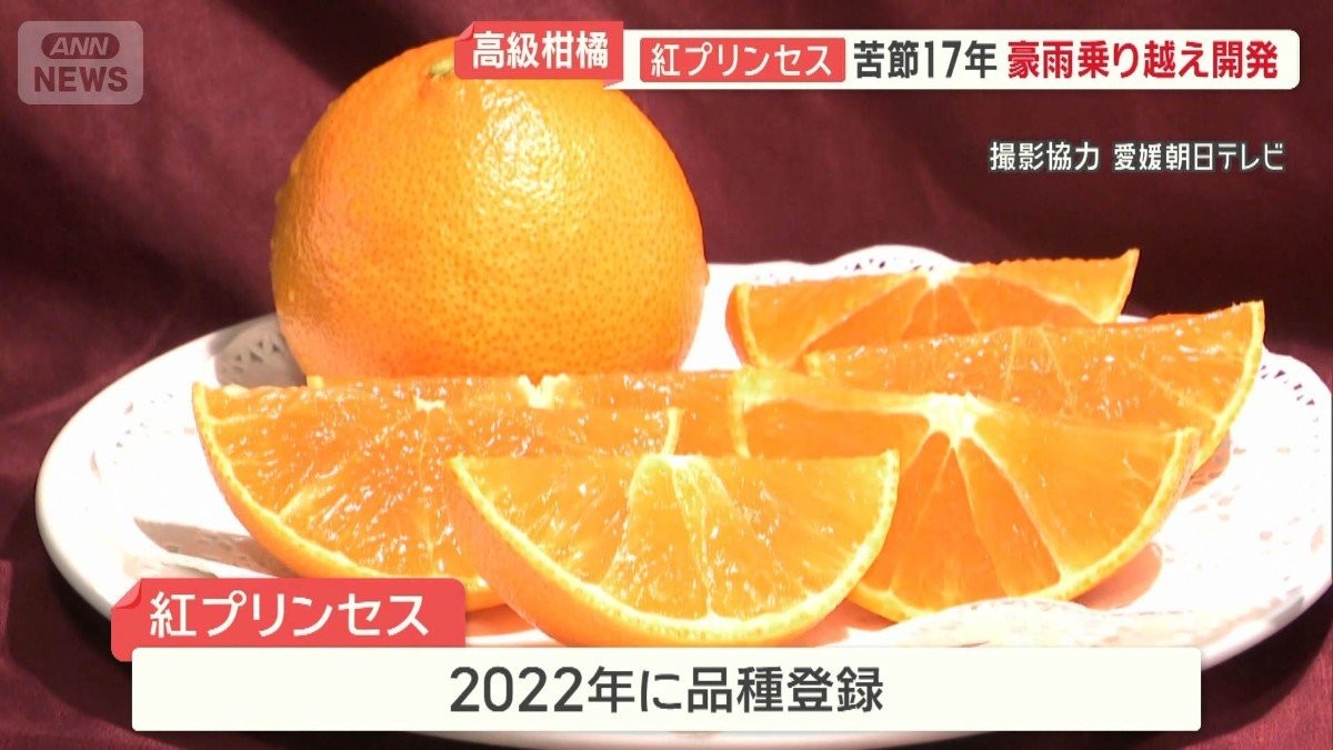 高級柑橘「紅プリンセス」中国流出か　苦節17年豪雨乗り越え開発　愛媛県知事も憤り