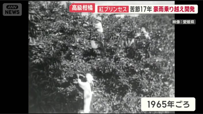 昭和40年ごろのみかん畑の様子