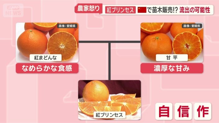 紅プリンセス