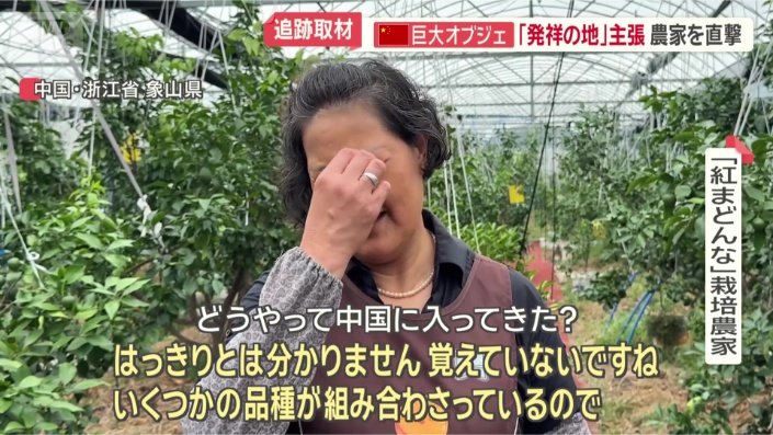 「9年近く栽培」