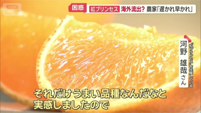 みかん農家は…