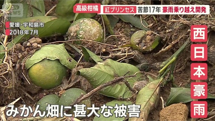 多くのみかん畑に甚大な被害