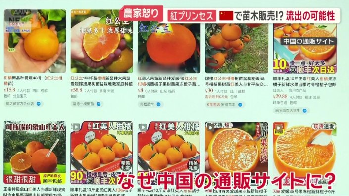 愛媛県でしか栽培が許可されていない