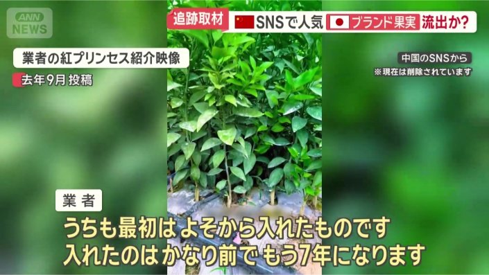 苗木をどこから手に入れた?