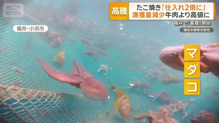 福井県小浜市で4月から始まったのが「蓄養」