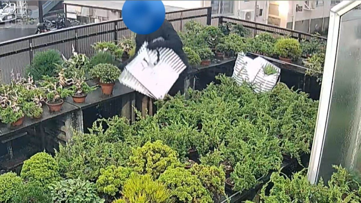 60万円高級盆栽7鉢盗まれる　人気の黒松、次々と手さげ袋に　防犯カメラに犯行の瞬間
