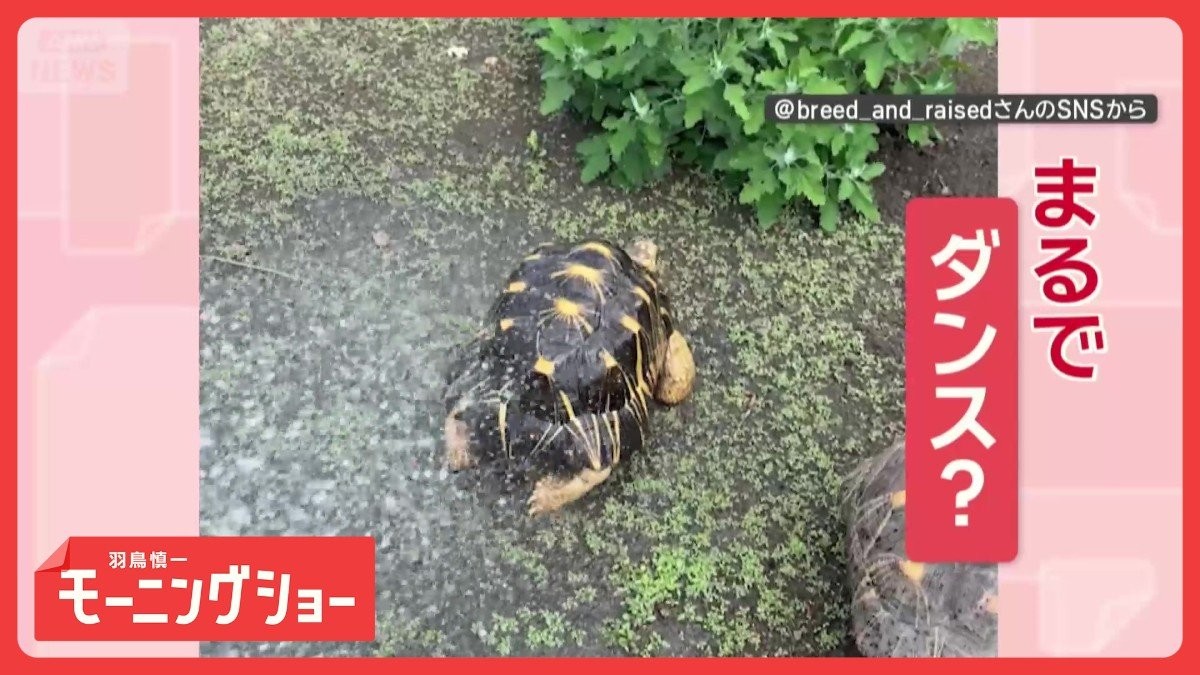 俊敏ダンス！　水を浴びると…激しくおしりフリフリするカメさん　喜びの舞！？