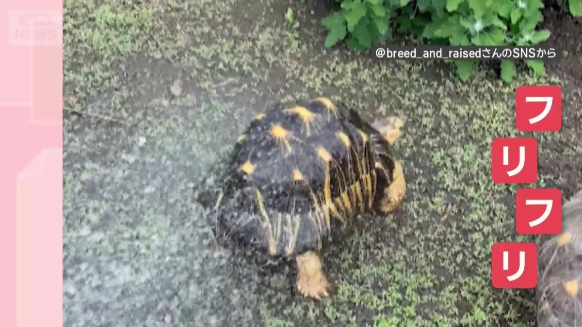 水を浴びると…おしりフリフリ！