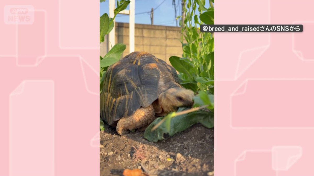 草をむしゃむしゃ