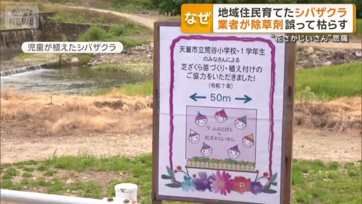 小学生が植えたシバザクラもほぼ全滅