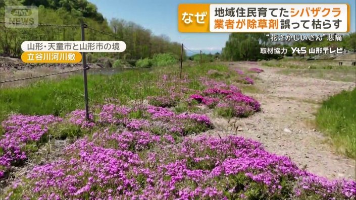 約5万株のシバザクラ