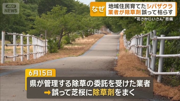 立谷川全体の5割 赤茶色に枯れてしまったシバザクラ