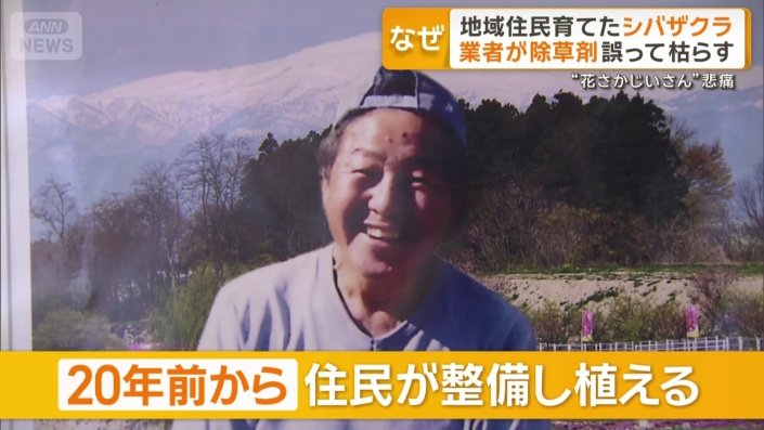 20年前から住民が整備し植える