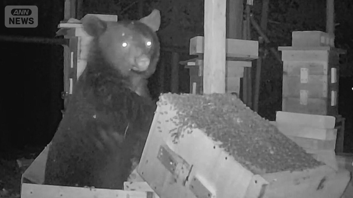【独自】クマ“満腹”の一部始終 ハチミツに執着…対策困難「電気柵も突破の可能性」