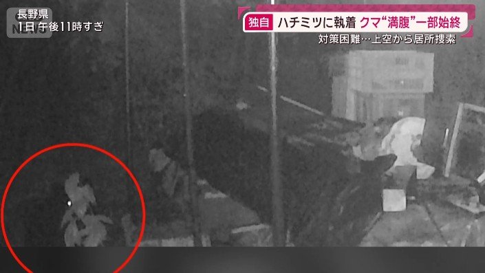 左下にクマの姿が