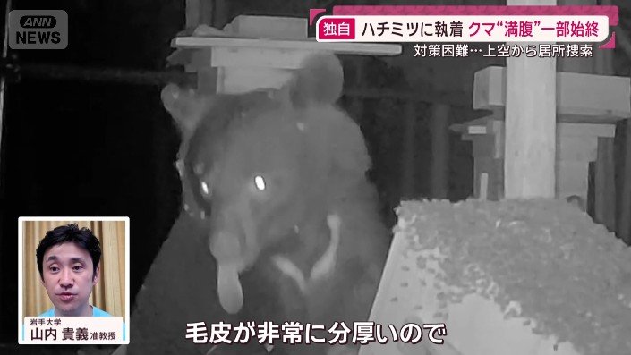 舌を出すクマ