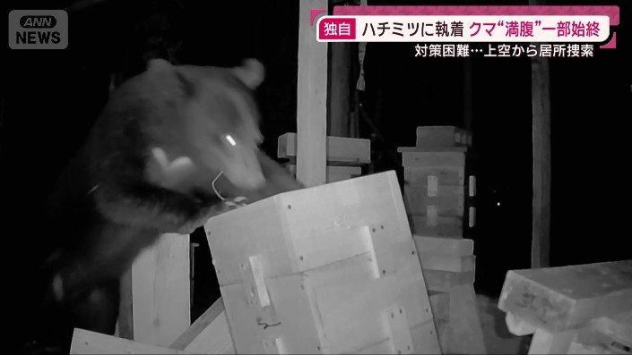 クマ