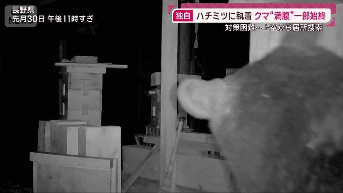 クマ