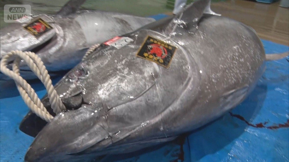 「冬は大間　夏は山口」山口でマグロに熱視線　1億円超の水揚げ 漁業活性化の起爆剤に