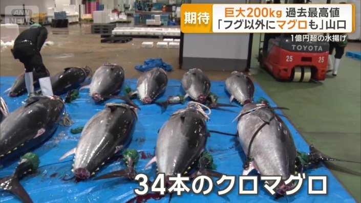 34本のクロマグロ
