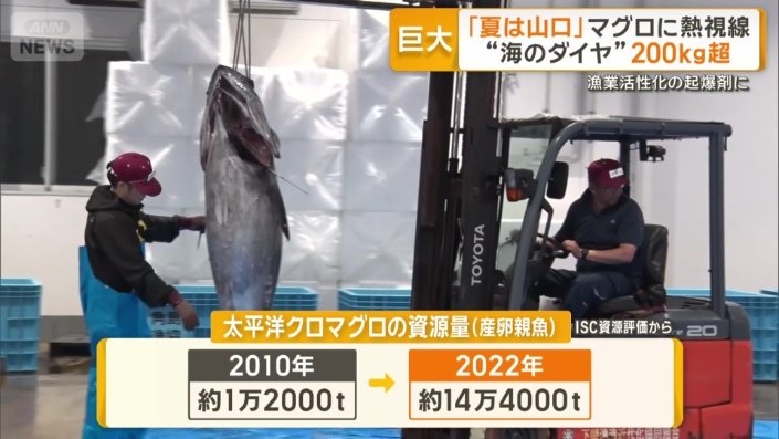太平洋クロマグロの資源量
