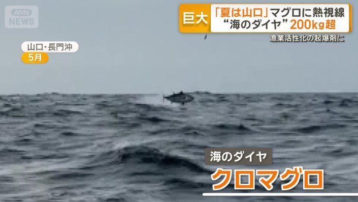 “海のダイヤ”クロマグロ