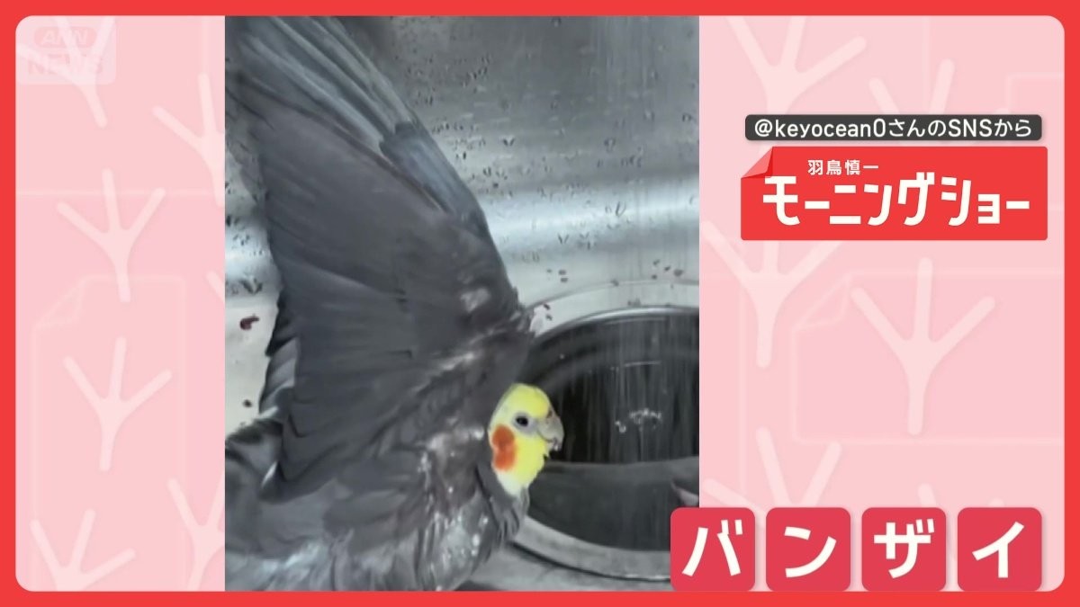 お水サイコー！　蛇口の水の前で翼を広げるオカメインコさん　なぜバンザイするの？
