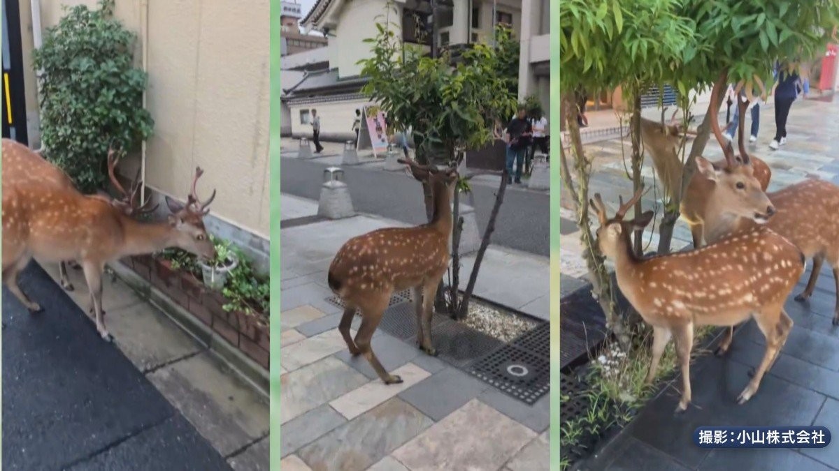 奈良のシカ”が街中に 植え込みパクリ “ミニ奈良公園化”も