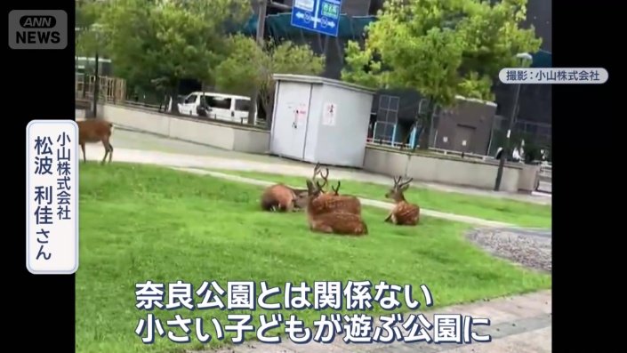 連日、シカを見るという
