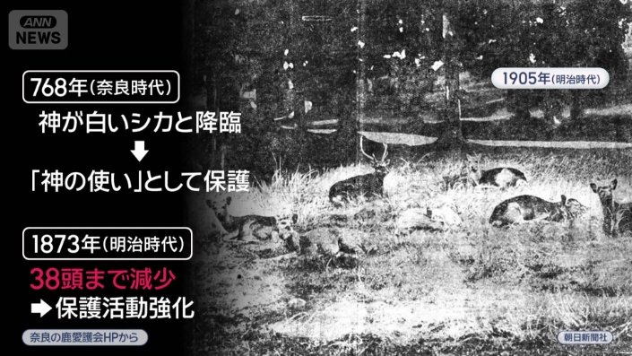 明治時代には38頭まで減少