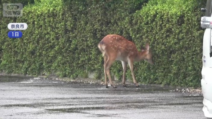 草を食べるシカ