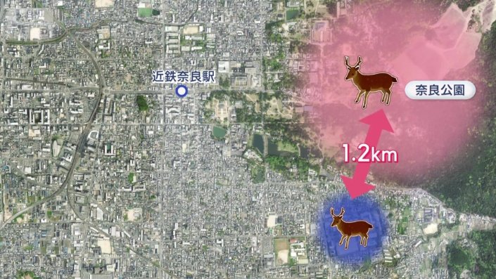奈良公園からおよそ1キロ離れた住宅街では…