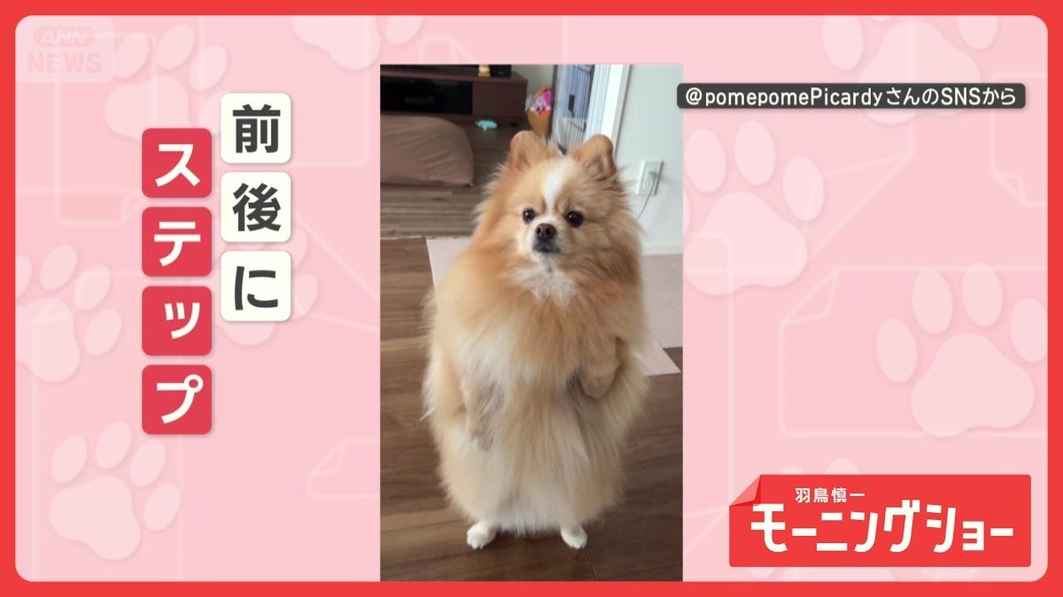 立ち上がってレッツダンス！　ユラユラと軽快ステップを踏むワンちゃん　踊ってるの？