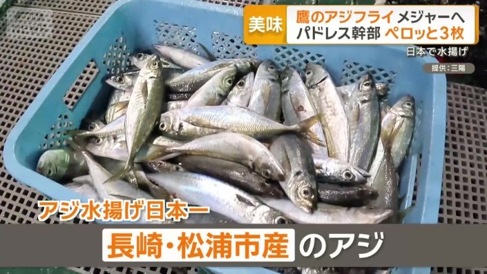 長崎県・松浦市産のアジ