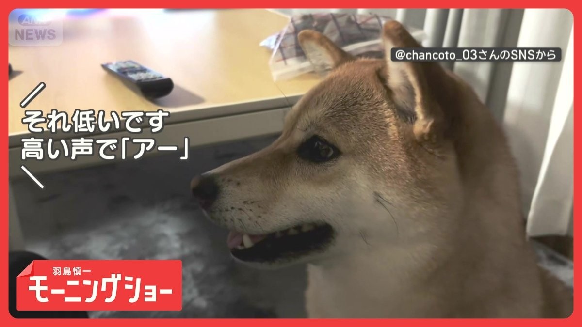 美声でお返事だワン　高い声で「アー」　音程がワントーン上がる犬　声マネしてる？