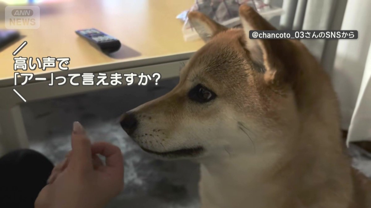 飼い主「高い声で『アー』って言えますか？」