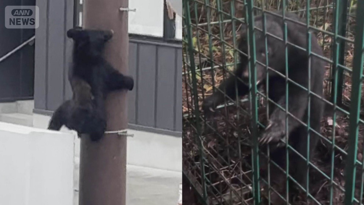 クマの爪“驚異の威力”専門家「爪は凶器」