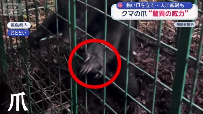 クマの爪“驚異の威力”専門家「爪は凶器」（テレ朝NEWS）｜dメニュー