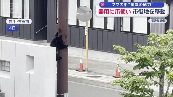 岩手県釜石市に出没したクマ