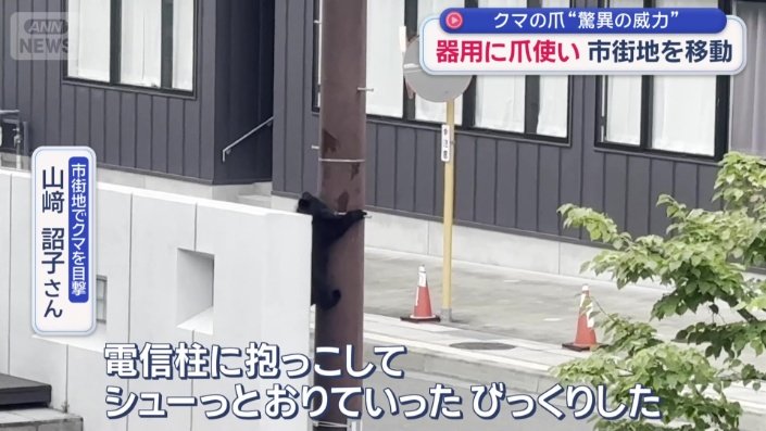 クマは脚の爪を使い、器用に柱をおりていく