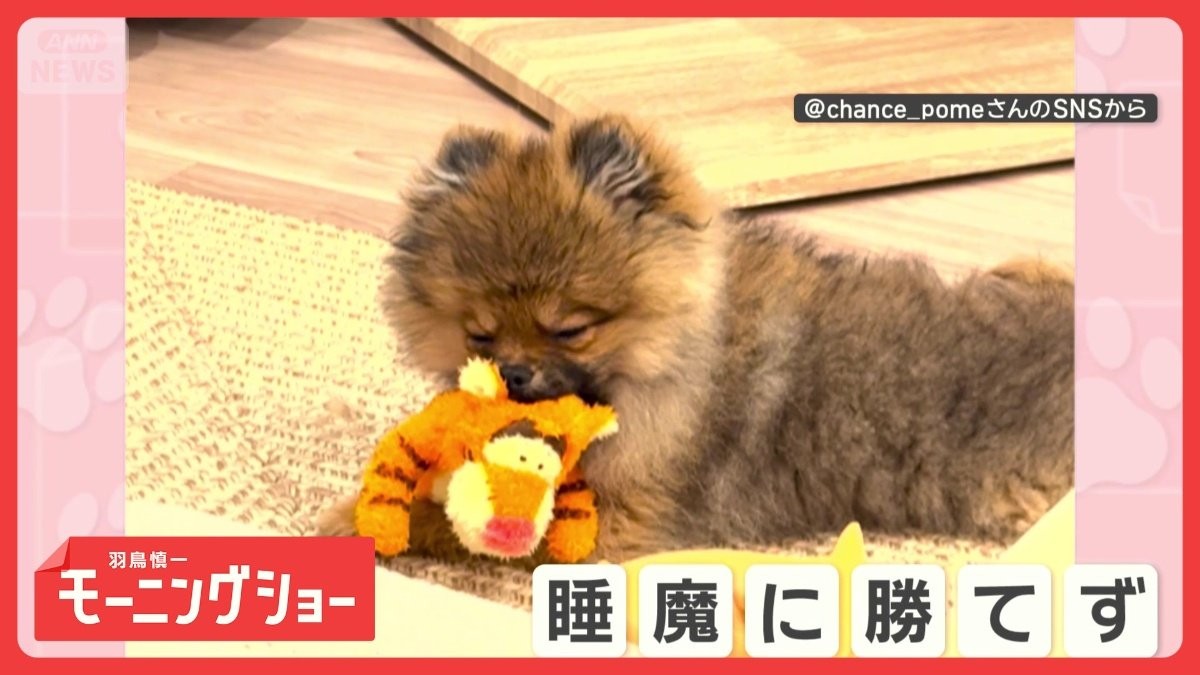 まぶたが勝手に閉じてくるワン　ぬいぐるみをくわえてウトウト　どうして寝ちゃうの？