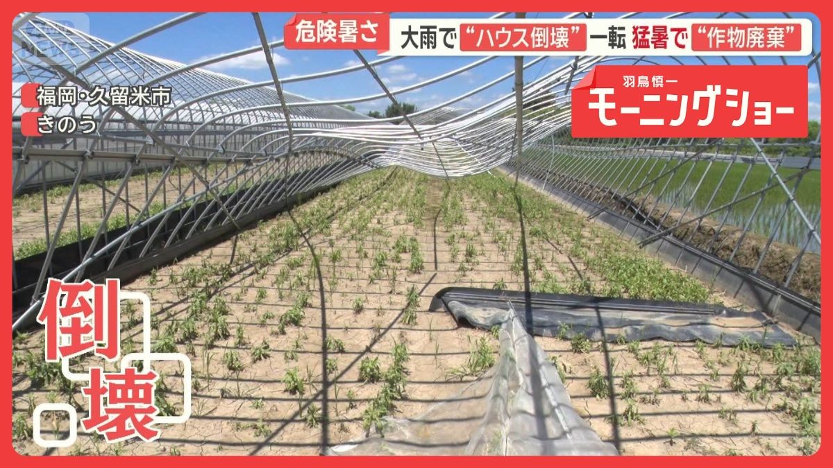 災害級大雨から一転猛暑 農家は悲鳴「収穫できず全部廃棄」 台風9号