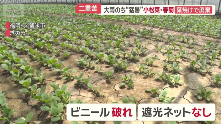 農業用ハウスで育てていた小松菜